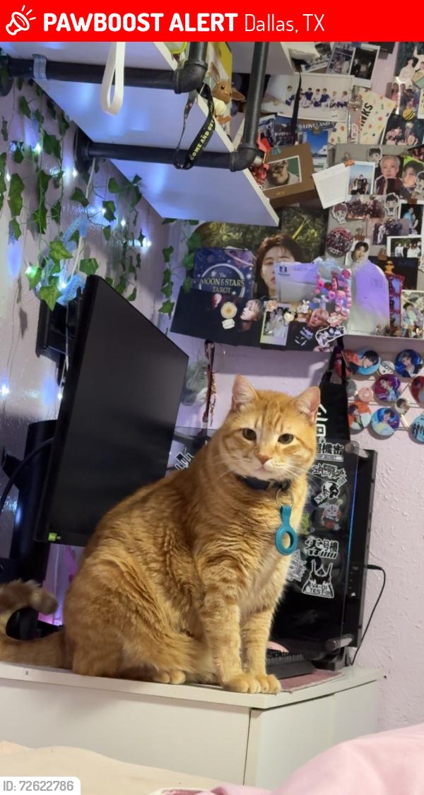 Lost Male Cat last seen Near Belmont Ave., Dallas, TX 75204