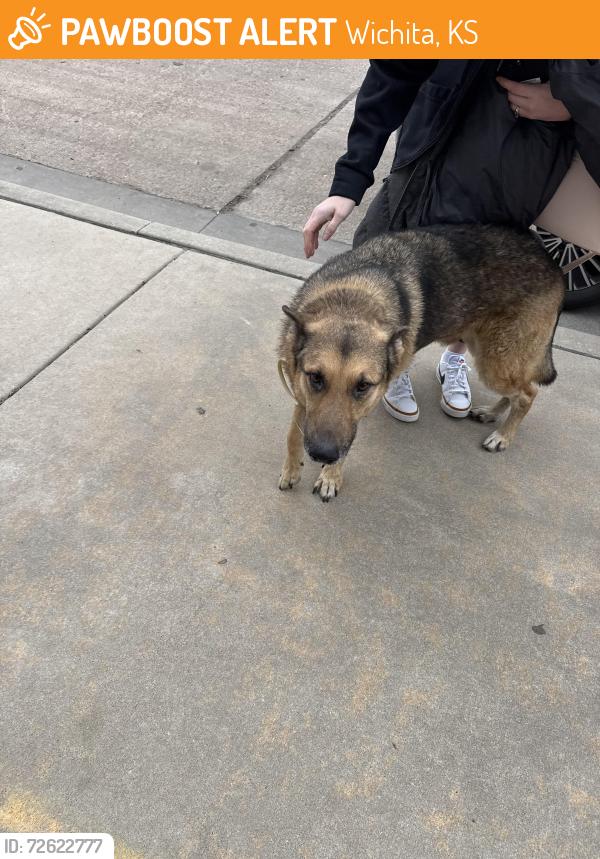 Found/Stray Unknown Dog last seen Poor baby was wondering and walking up to everyone over here around Perry Ave by mcclean and 13th. , Wichita, KS 67203