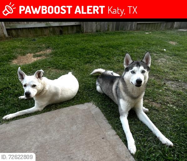 Lost Male Dog last seen Kyle cove dr, Katy, TX 77449