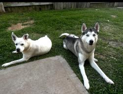 Lost Male Dog last seen Kyle cove dr, Katy, TX 77449