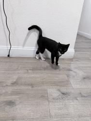 Found/Stray Unknown Cat last seen Legacy vacay resort , Kissimmee, FL 34746