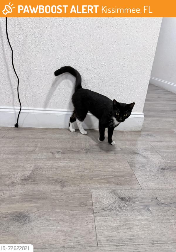 Found/Stray Unknown Cat last seen Legacy vacay resort , Kissimmee, FL 34746