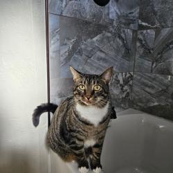Lost Male Cat last seen N BRIARCLIFF DR , Oklahoma City, OK 73170