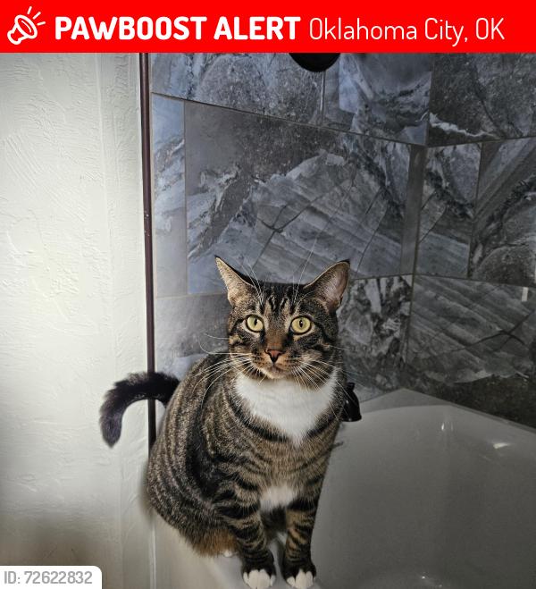 Lost Male Cat last seen N BRIARCLIFF DR , Oklahoma City, OK 73170