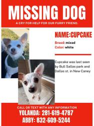 Lost Female Dog last seen Dallas St. new caney tx, New Caney, TX 77357