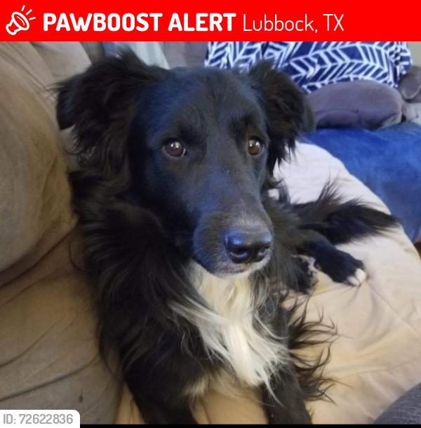 Lost Male Dog last seen Near CR 7220 Lubbock, Tx 79423, Lubbock, TX 79423