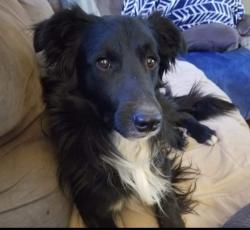 Lost Male Dog last seen Near CR 7220 Lubbock, Tx 79423, Lubbock, TX 79423