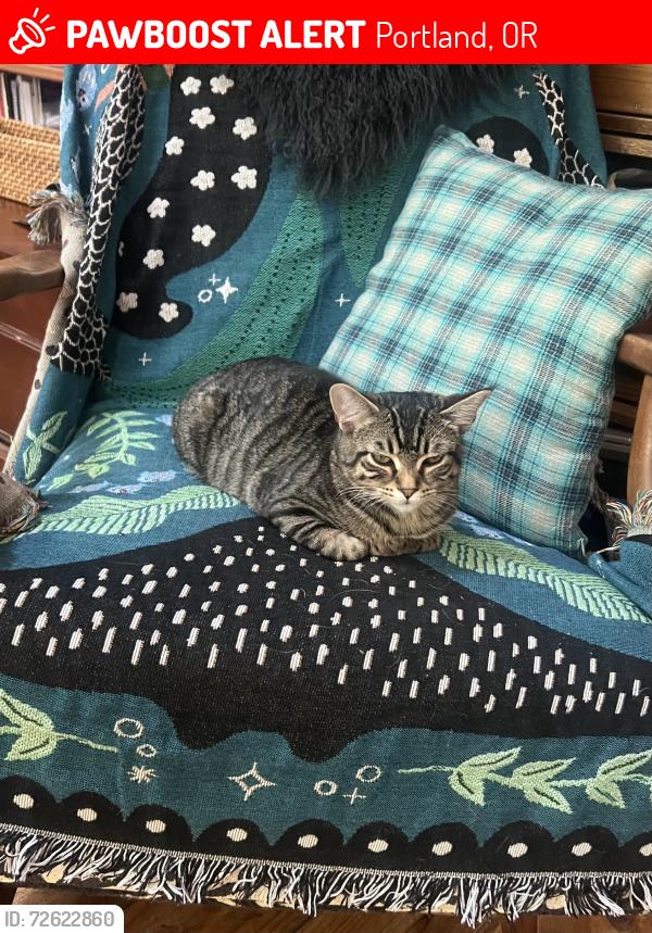 Lost Female Cat last seen Iowa , Portland, OR 97239
