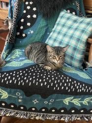 Lost Female Cat last seen Iowa , Portland, OR 97239