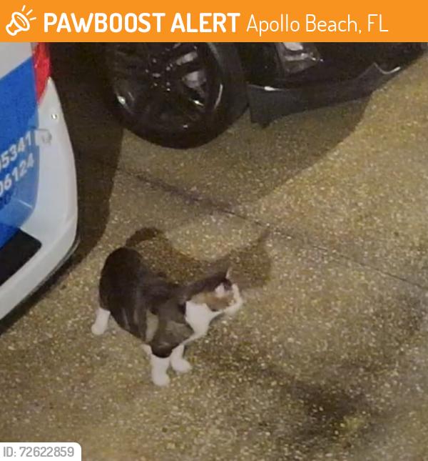 Found/Stray Unknown Cat last seen Braemar community , Apollo Beach, FL 33572
