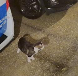 Found/Stray Unknown Cat last seen Braemar community , Apollo Beach, FL 33572