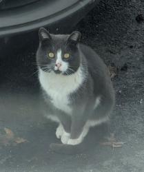 Found/Stray Unknown Cat last seen Larch Ave & Munn str, Bogota, NJ 07603