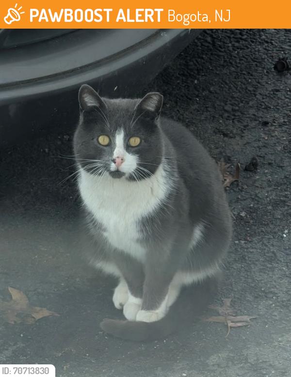 Found/Stray Unknown Cat last seen Larch Ave & Munn str, Bogota, NJ 07603