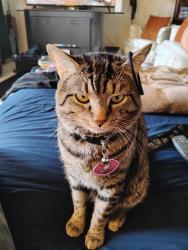 Lost Male Cat last seen Yamato Road , Boca Raton, FL 33434
