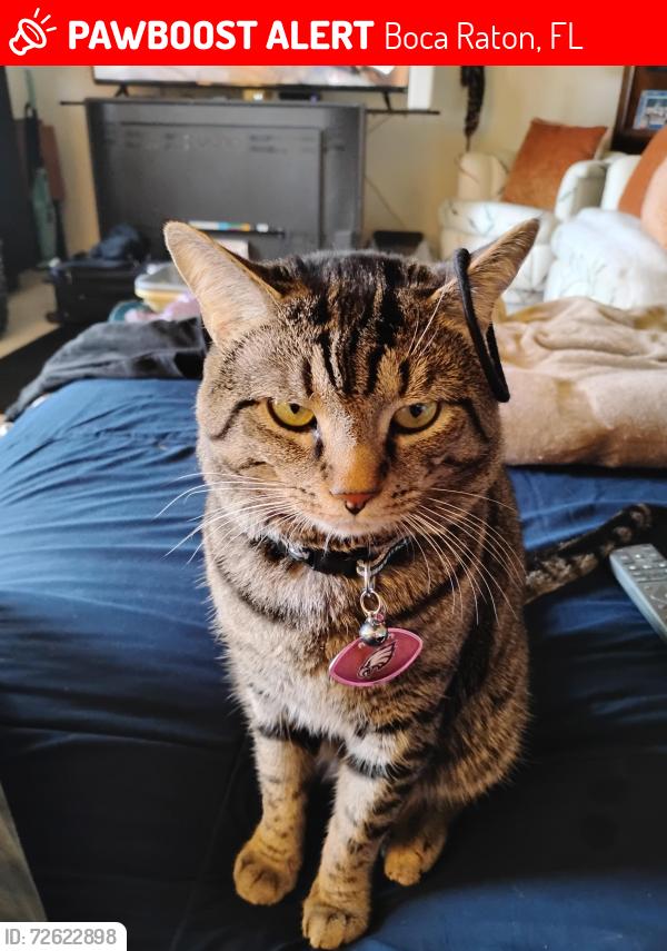 Lost Male Cat last seen Yamato Road , Boca Raton, FL 33434