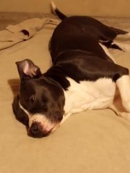 Lost Male Dog last seen Near Grandview circle 39212, Jackson, MS 39212