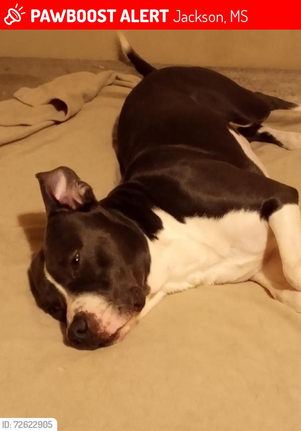 Lost Male Dog last seen Near Grandview circle 39212, Jackson, MS 39212