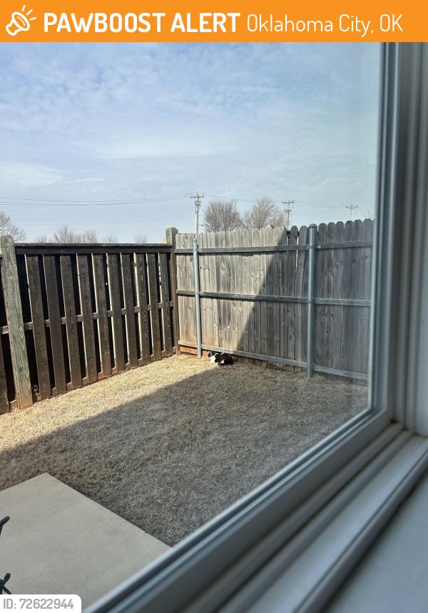 Found/Stray Unknown Cat last seen Council and Memorial , Oklahoma City, OK 73142