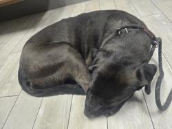 Found/Stray Unknown Dog last seen 83rd abe and Bethany , Glendale, AZ 85303