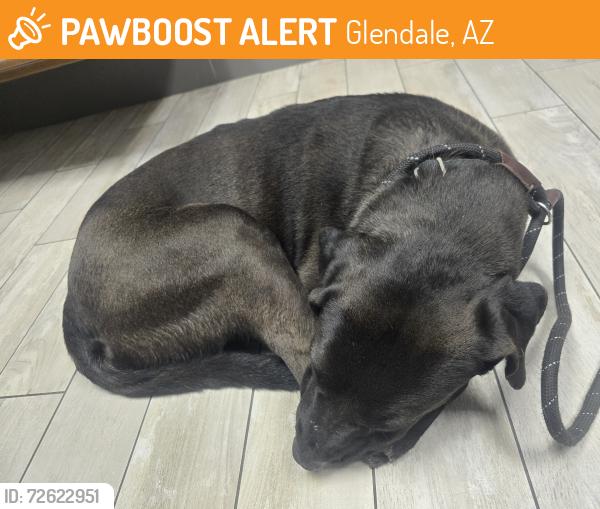 Found/Stray Unknown Dog last seen 83rd abe and Bethany , Glendale, AZ 85303