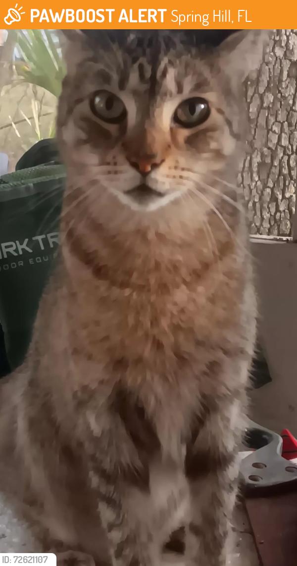 Found/Stray Male Cat last seen In Weeki Watchi Acres on Painters St. Between Sea Lawn Drive & Toucan Trail, Spring Hill, FL 34606