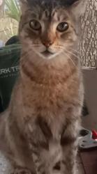 Found/Stray Male Cat last seen In Weeki Watchi Acres on Painters St. Between Sea Lawn Drive & Toucan Trail, Spring Hill, FL 34606