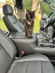 Lost Female Cat last seen Near 4th street orange city fl 32763, Orange City, FL 32763