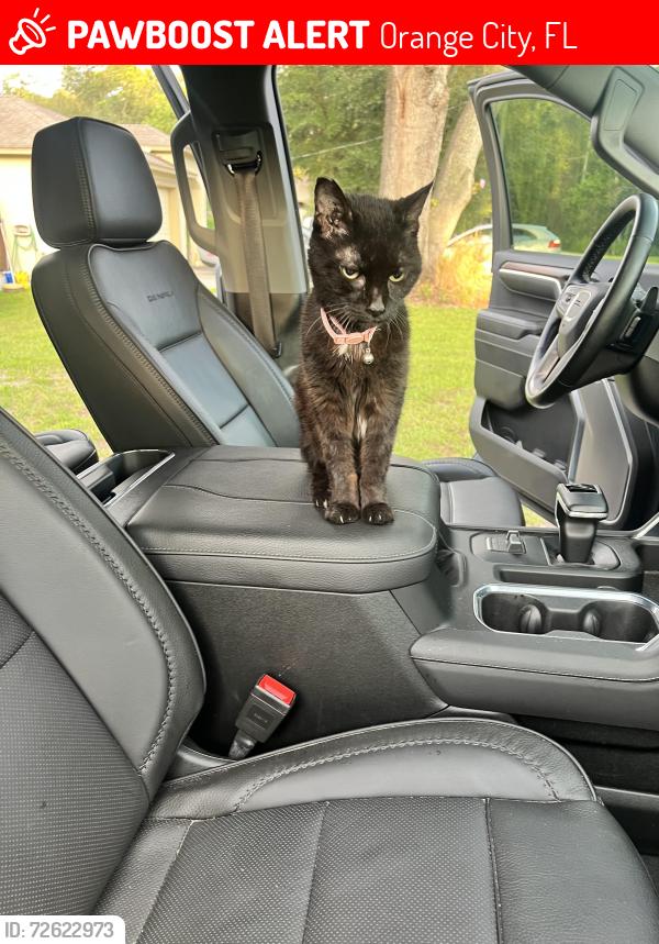 Lost Female Cat last seen Near 4th street orange city fl 32763, Orange City, FL 32763