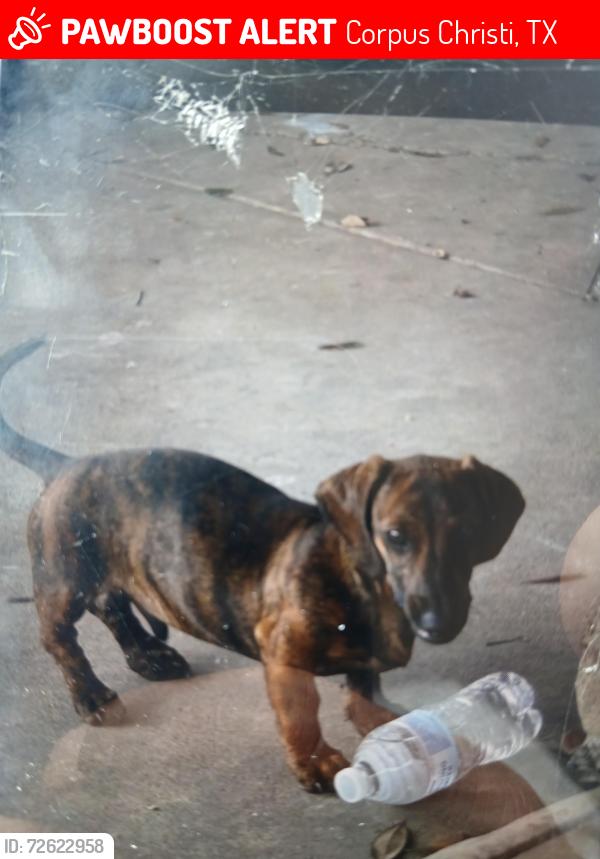 Lost Male Dog last seen S. Padre island drive and verdemerdr, Corpus Christi, TX 78418