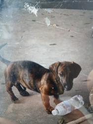 Lost Male Dog last seen S. Padre island drive and verdemerdr, Corpus Christi, TX 78418