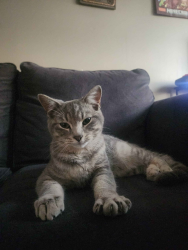 Lost Male Cat last seen Schilkes Farm Market, Marathon Gas Station, Benton Harbor, MI 49022