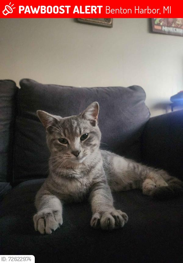 Lost Male Cat last seen Schilkes Farm Market, Marathon Gas Station, Benton Harbor, MI 49022