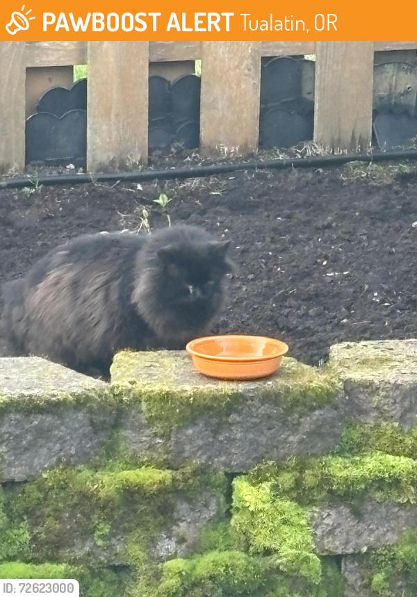 Found/Stray Unknown Cat last seen Behind Hazelbrook Middle School, Tualatin, OR 97062