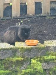 Found/Stray Unknown Cat last seen Behind Hazelbrook Middle School, Tualatin, OR 97062