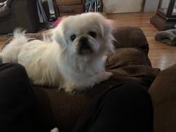 Lost Male Dog last seen Hwy 49, Florence, MS 39073
