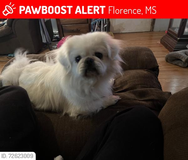 Lost Male Dog last seen Hwy 49, Florence, MS 39073