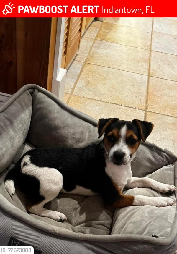 Lost Female Dog last seen Tommy Clements , Indiantown, FL 34956