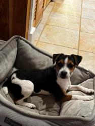 Lost Female Dog last seen Tommy Clements , Indiantown, FL 34956