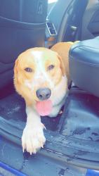 Found/Stray Male Dog last seen Near and cliffdale, Fayetteville, NC 28304