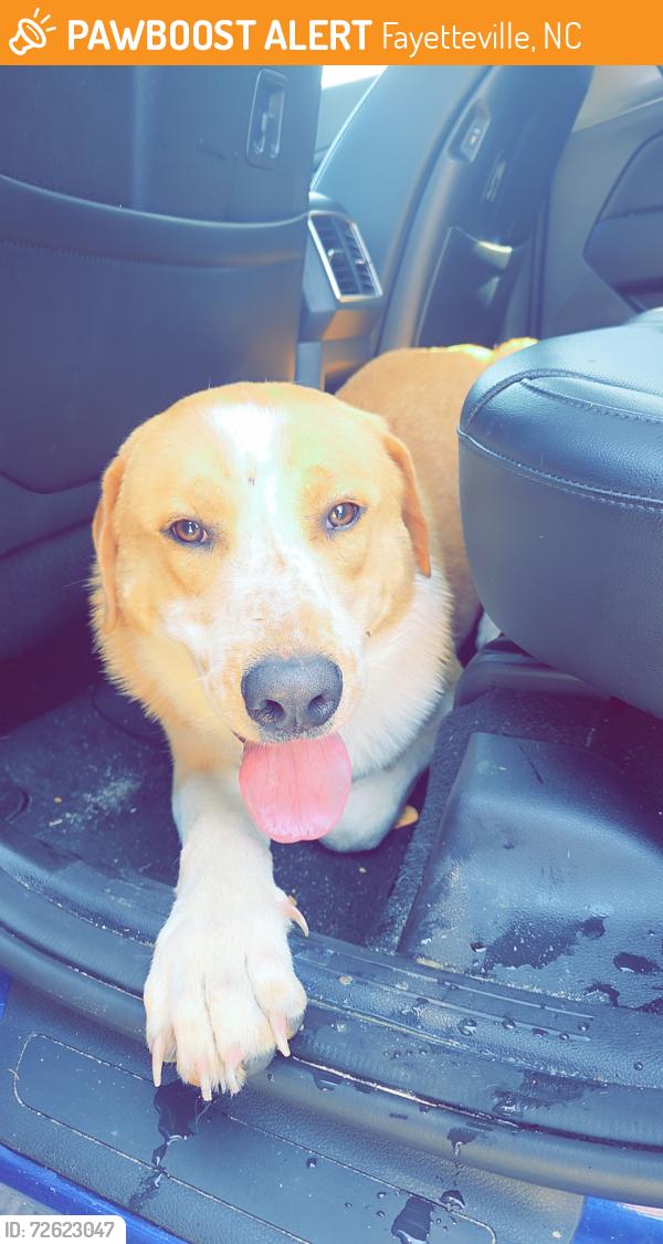 Found/Stray Male Dog last seen Near and cliffdale, Fayetteville, NC 28304