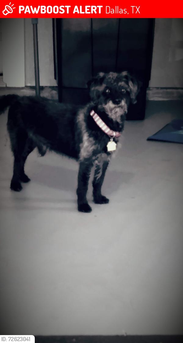 Lost Male Dog last seen Ewing and pentagon parkway, Dallas, TX 75216