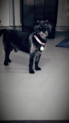 Lost Male Dog last seen Ewing and pentagon parkway, Dallas, TX 75216
