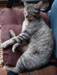 Lost Male Cat last seen halfway between Shady Brook and Eastridge by the Walmart on Retail Road, Dallas, TX 75231