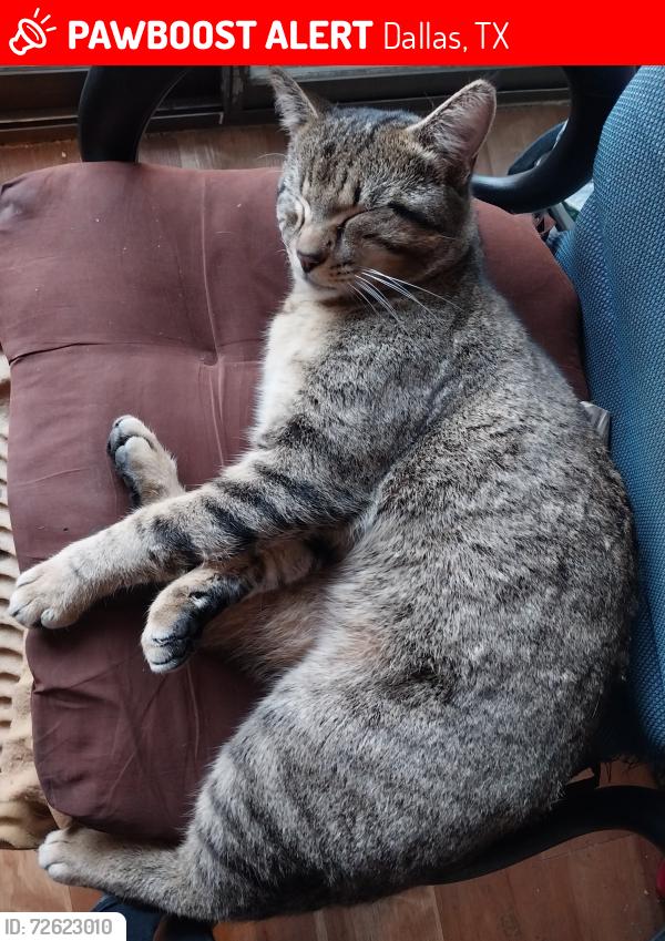 Lost Male Cat last seen halfway between Shady Brook and Eastridge by the Walmart on Retail Road, Dallas, TX 75231