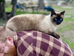 Lost Male Cat last seen Sunlight and High Noon Dr., Bulverde, TX 78163