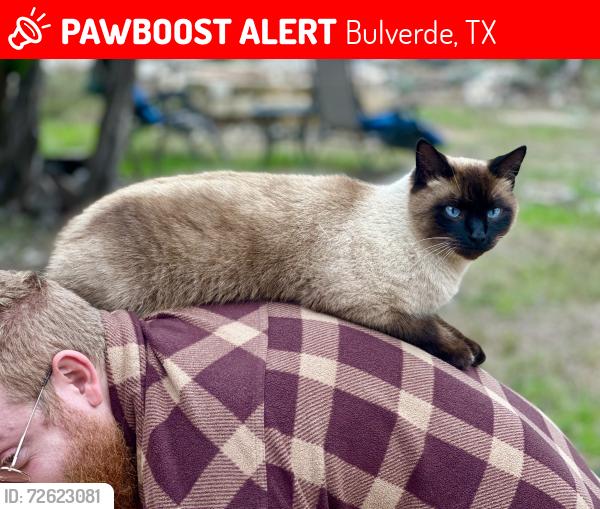 Lost Male Cat last seen Sunlight and High Noon Dr., Bulverde, TX 78163