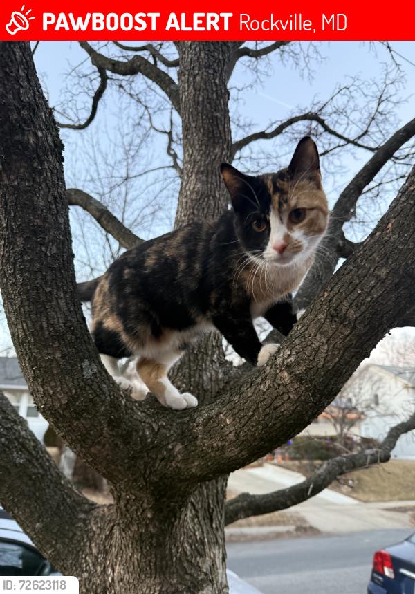 Lost Female Cat last seen Clagett Drive, Rockville, MD 20851