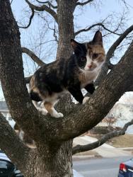 Lost Female Cat last seen Clagett Drive, Rockville, MD 20851