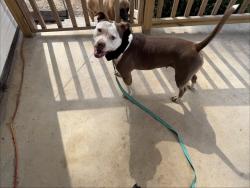 Found/Stray Female Dog last seen McGhee Rd, Apison, TN 37302