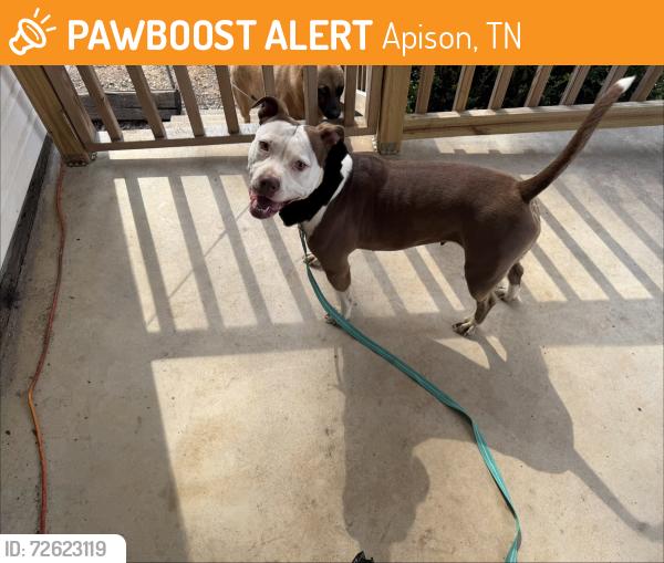 Found/Stray Female Dog last seen McGhee Rd, Apison, TN 37302